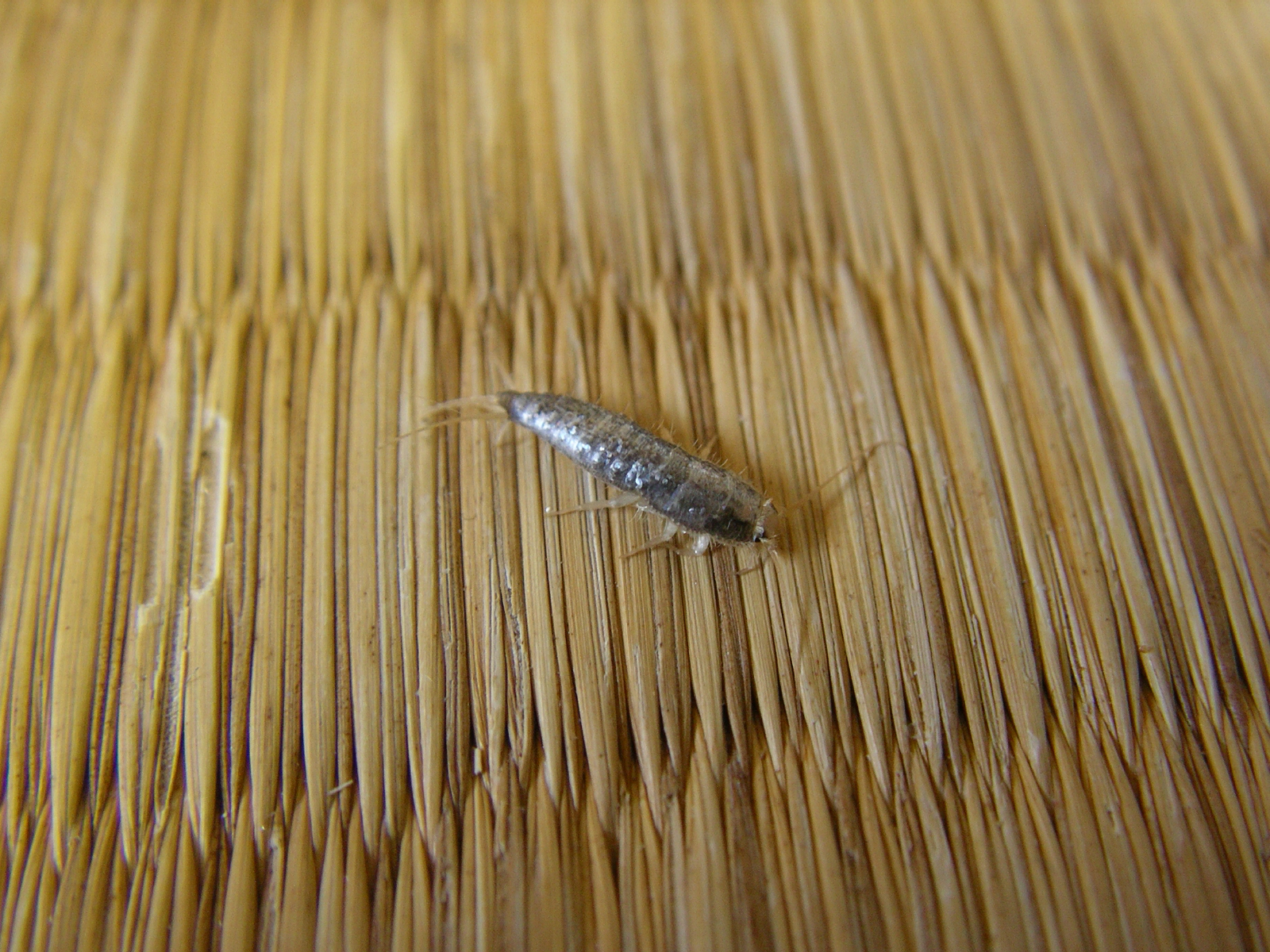 淡路島の高齢福祉施設 シミ カビの加熱乾燥処理 害虫バスターズ
