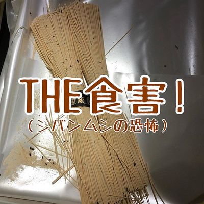 シバンムシ　食害　素麺　乾麺